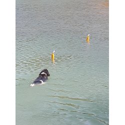 Dummy til vand 500 gr.