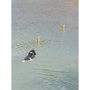 Dummy til vand 500 gr.